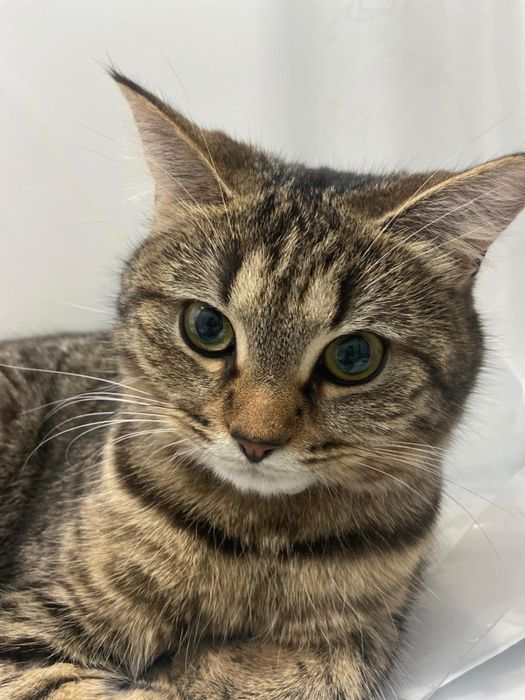 Пропала кошка Китти