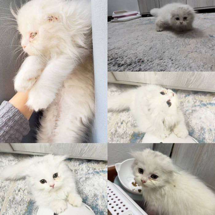 Кошка Мушук Пшак