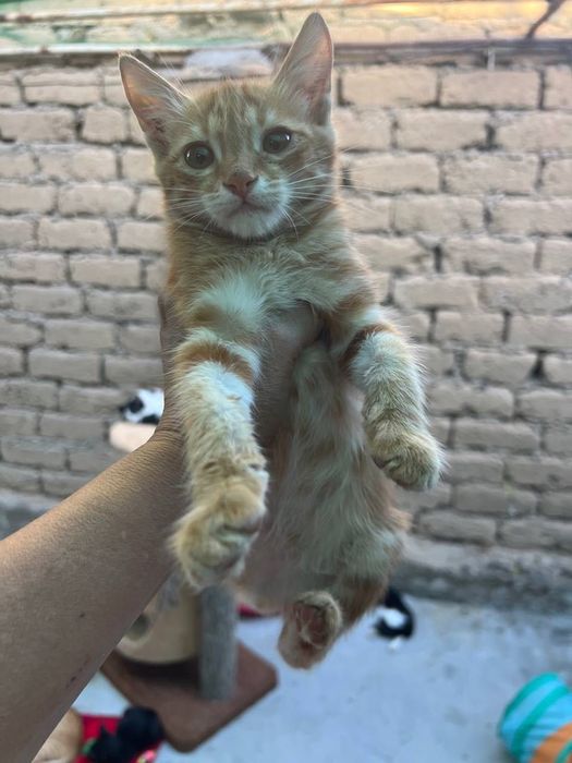 Бесплатно котята в добрые руки