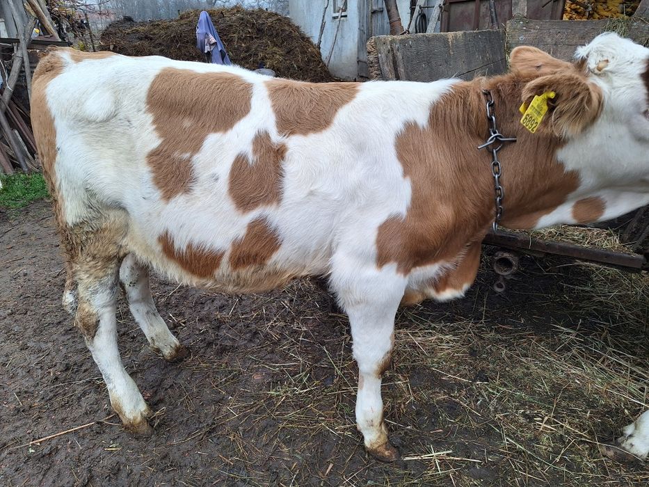 Vînd viței înțărcați