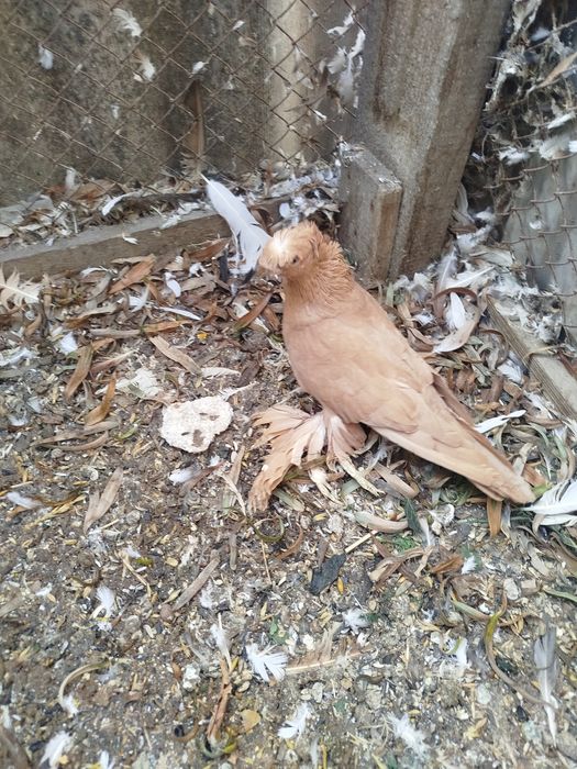 Продам оптом голубеи