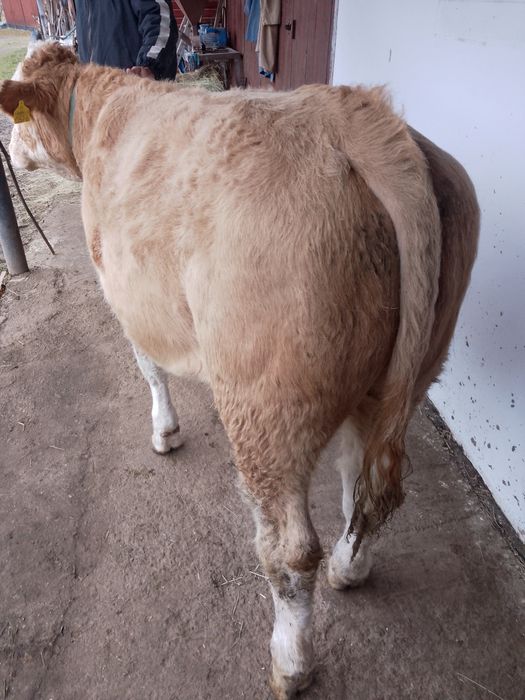 Tăuraș BR linie de carne