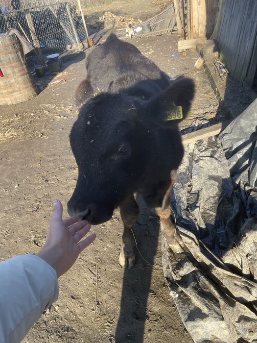 Vițel angus, Vârsta 6 luni