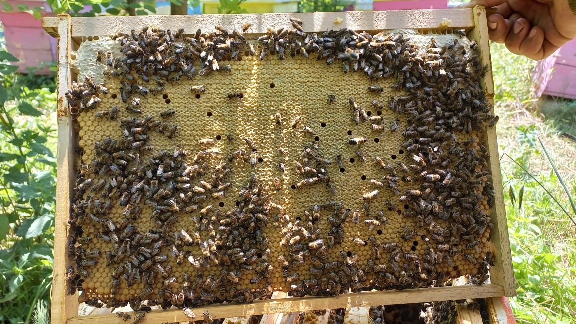Roiuri, familii de albine de vanzare carnica