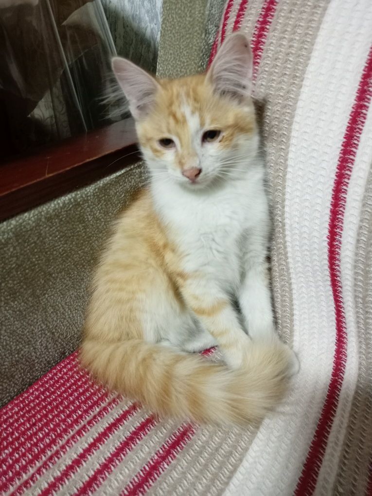 Котята, Mushukchalar
