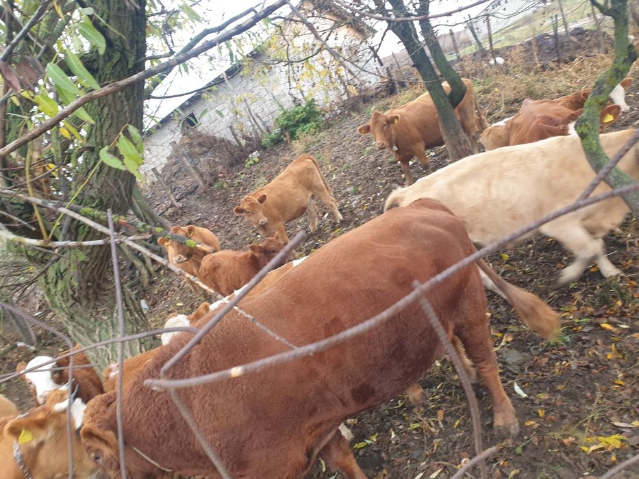 Dau taurași  si o vaca mintata în 7 luni rasa baltata romanesca în com