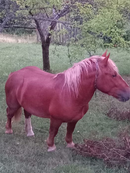 Vând mânz de 2 ani