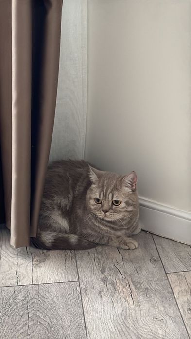 Кот бринанец.