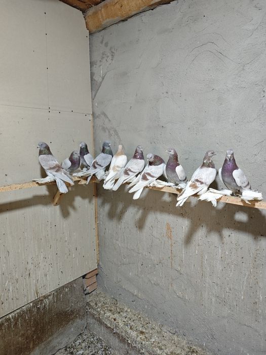 Kaptar kabutar golubi golubey tasman seren kaptarlar