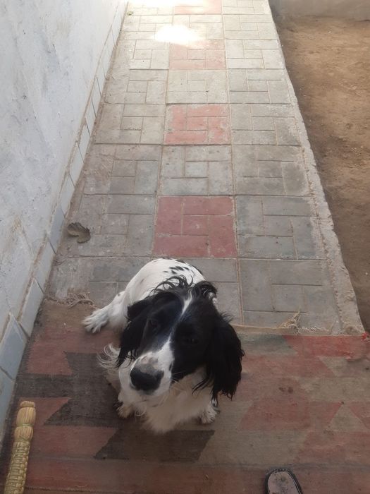 Ovchi kuchuk zotli 1yarim yosh