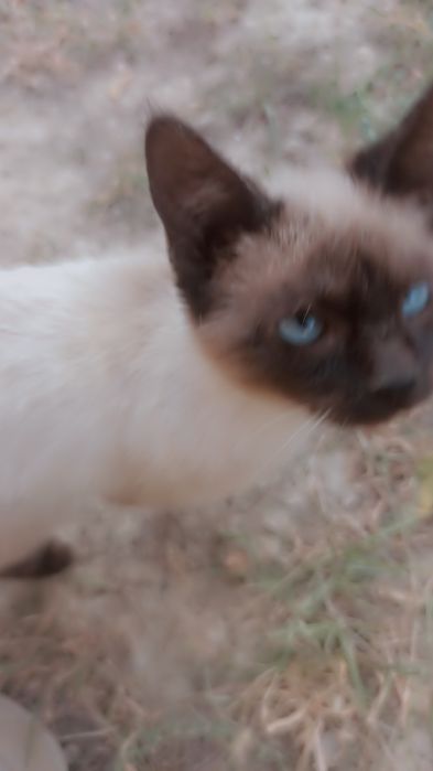 Уй мушуки 4 ойли