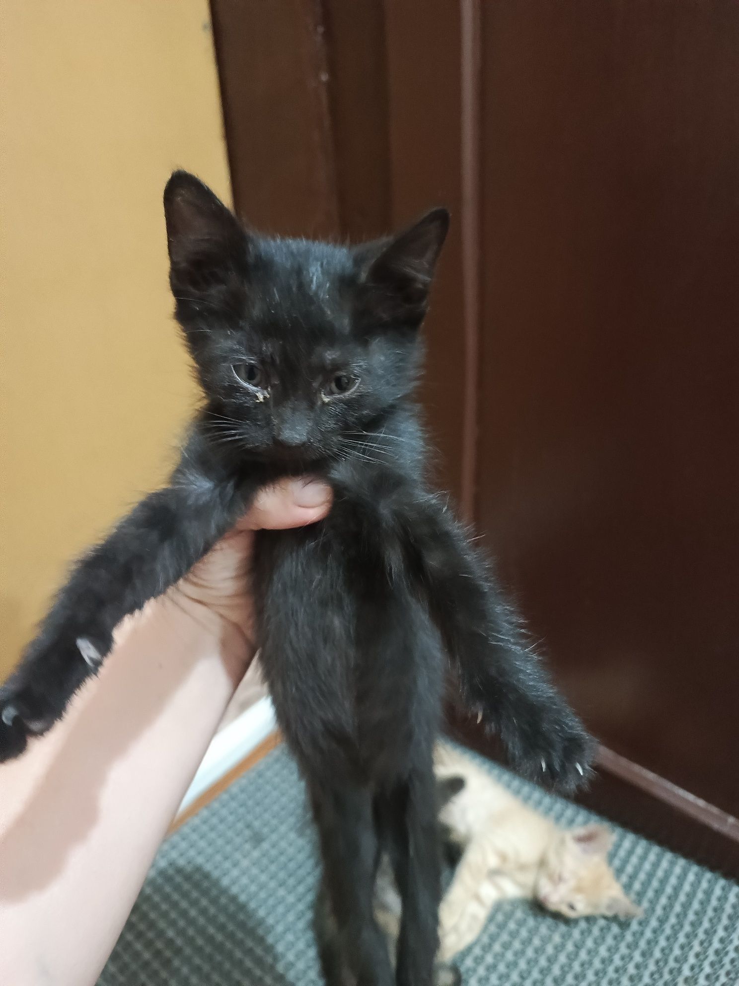 Котят подкинули,срочно