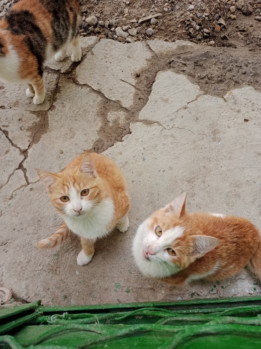 Котята,3мес.мальчики-рыжие