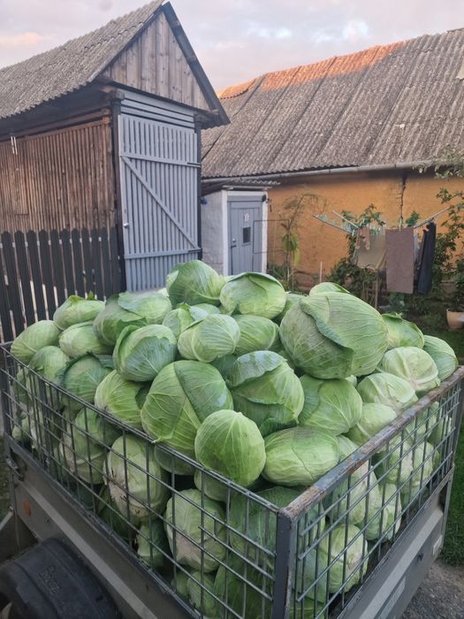Varză de vănzare