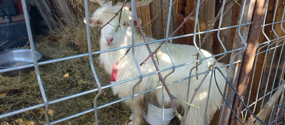 Țap de vânzare bun