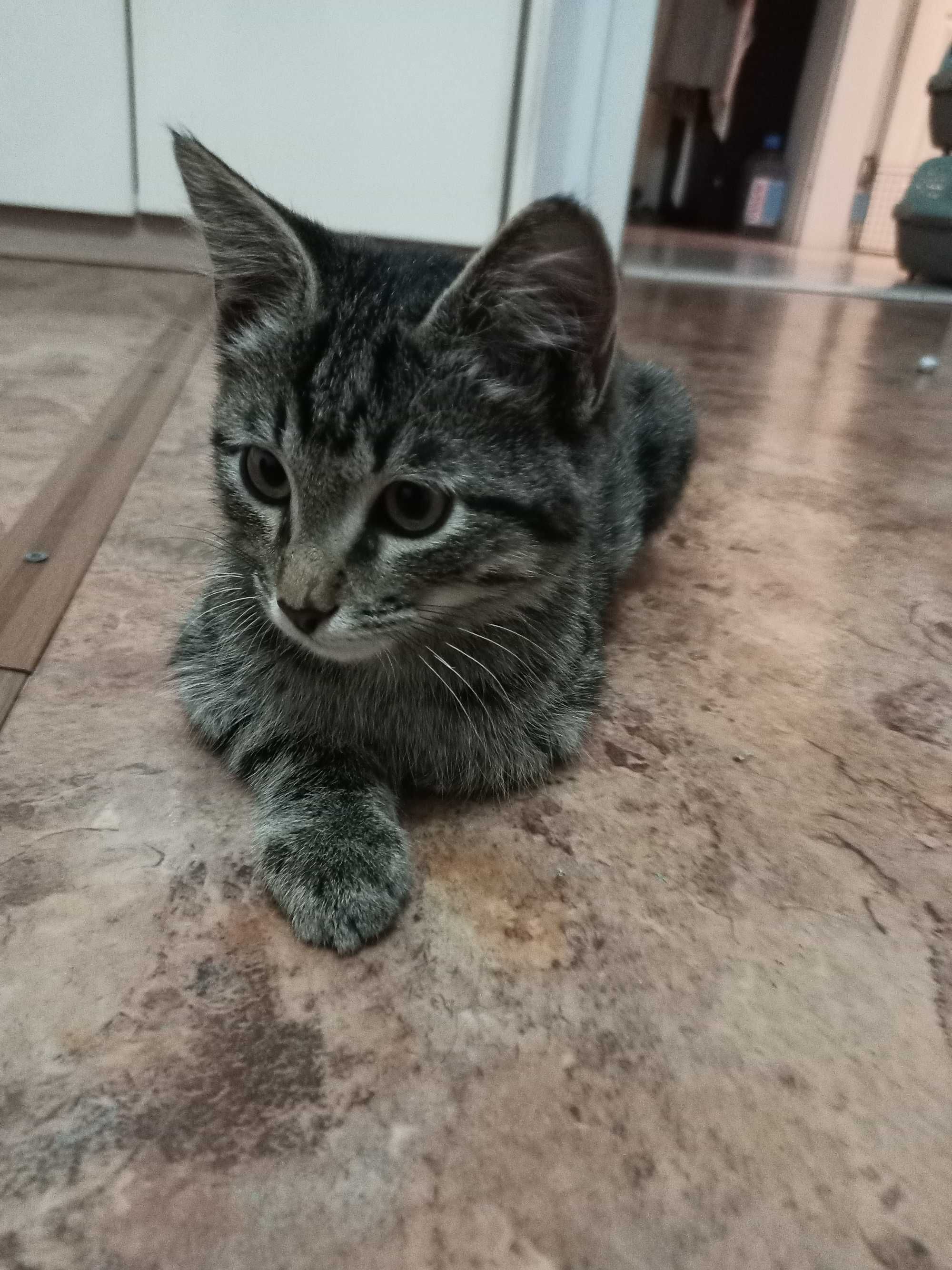 Котенок, 3 мес, ищет дом