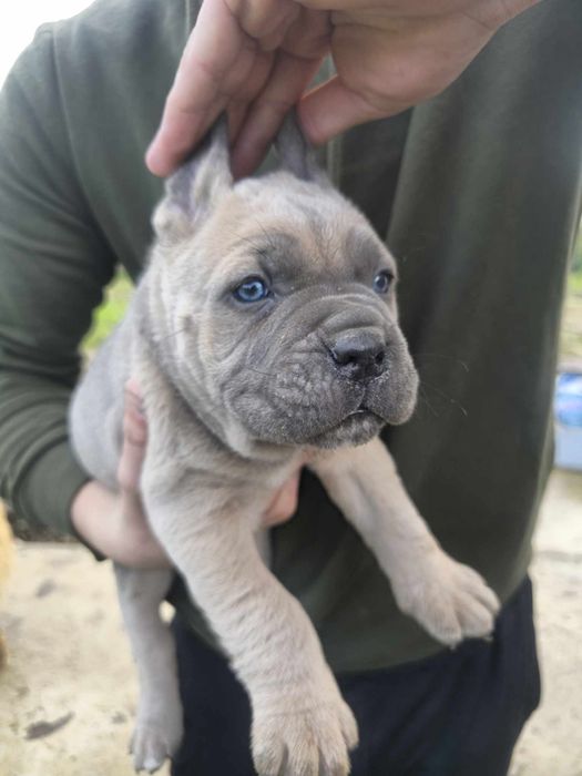 Уникални бебенца Кане карсо