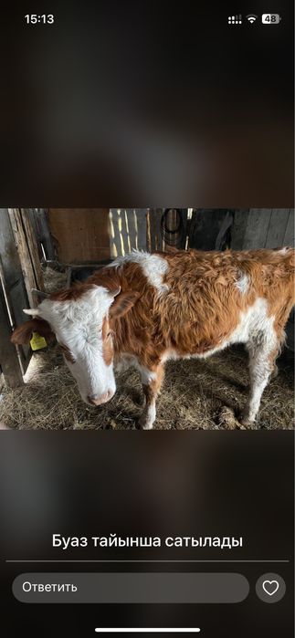 Буаз сиыр мен тайынша сатылады