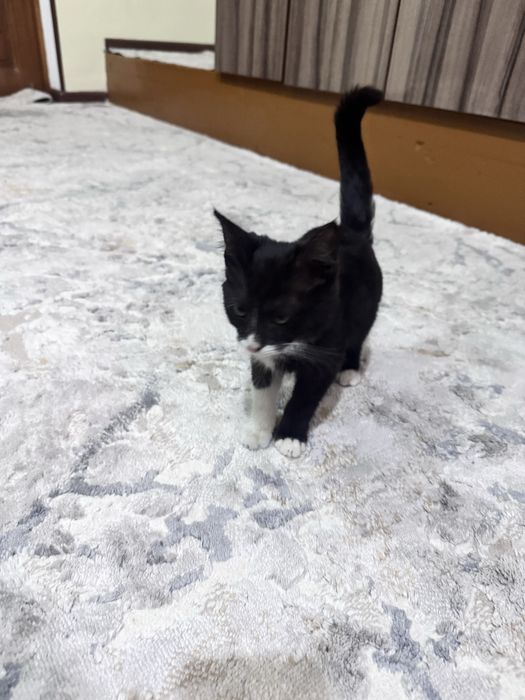 Mushuk pishak sotiladi