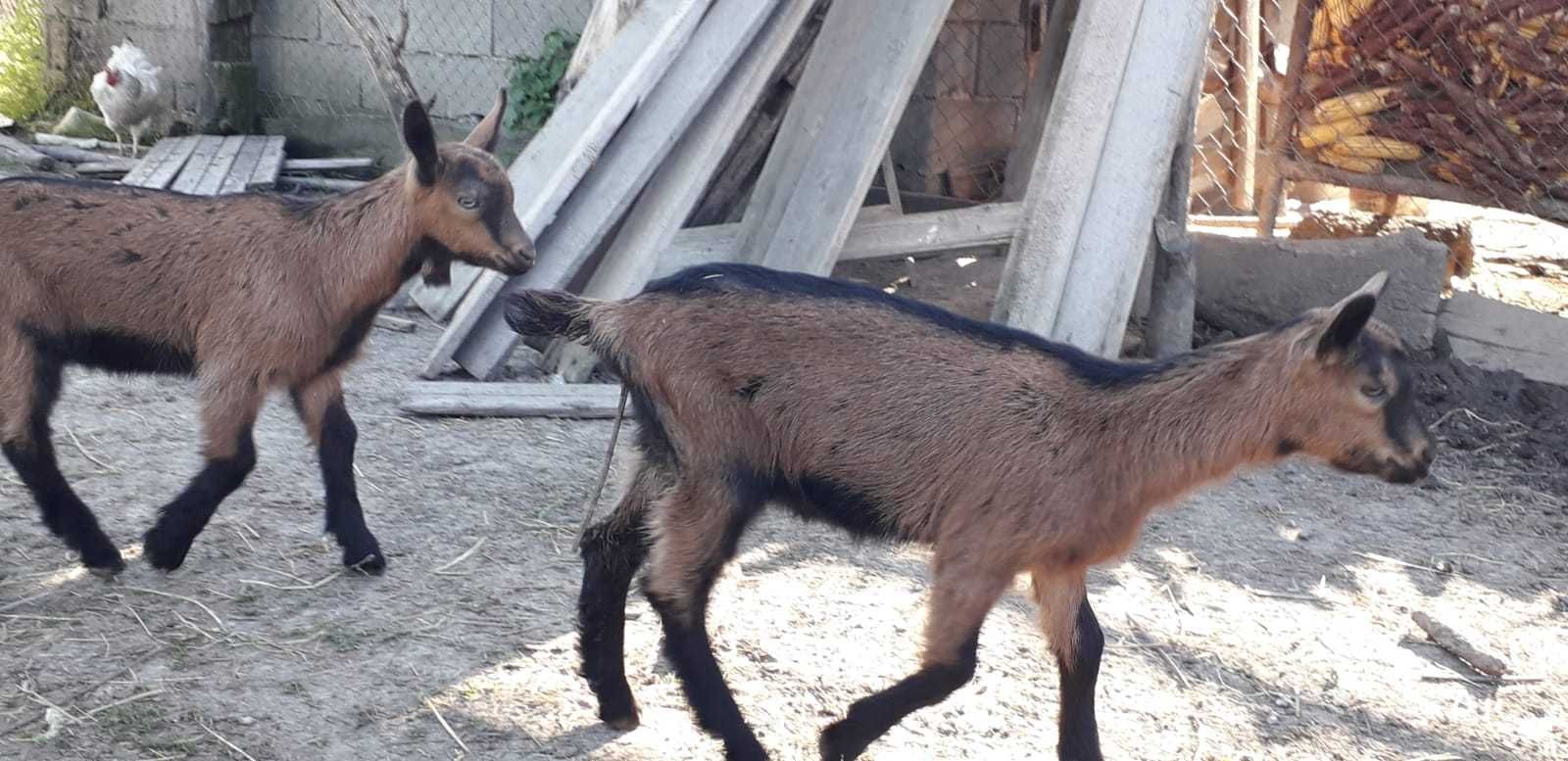 Vand tapisori Alpin Francez ciuti genetic,de la o luna la 3 luni