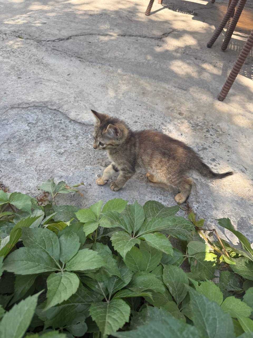 Отдам котят в хорошие добрые руки