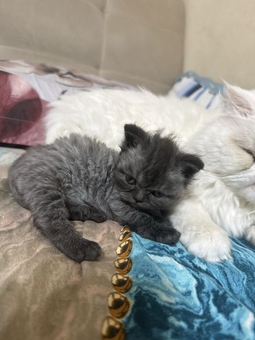 Pui pisică persană