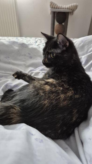 Mia, pisica pentru adoptie