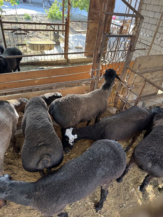 Qoʻylar Qoy sotiladi