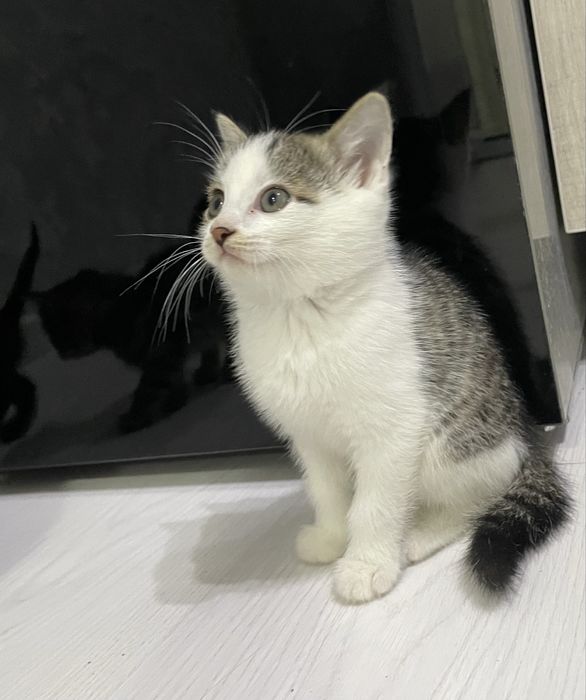 Отдам котёнка в Хорошие руки