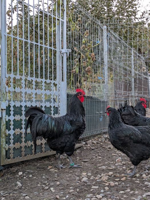 Puicuțe Austrlorp negru