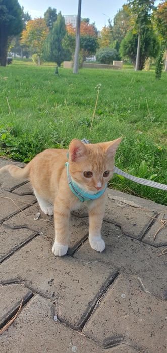 Котенок 4  месяца