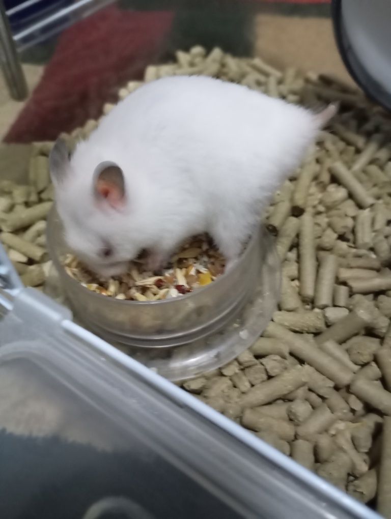 Хомяки с клеткой