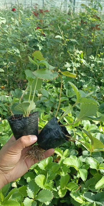 Garantiyalik kareski solhyang sortli qulupnay ko'chatlari