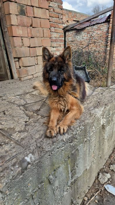 Donez ciobanesc german