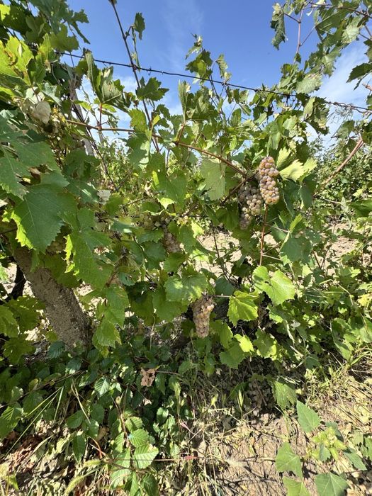 Vand struguri vin