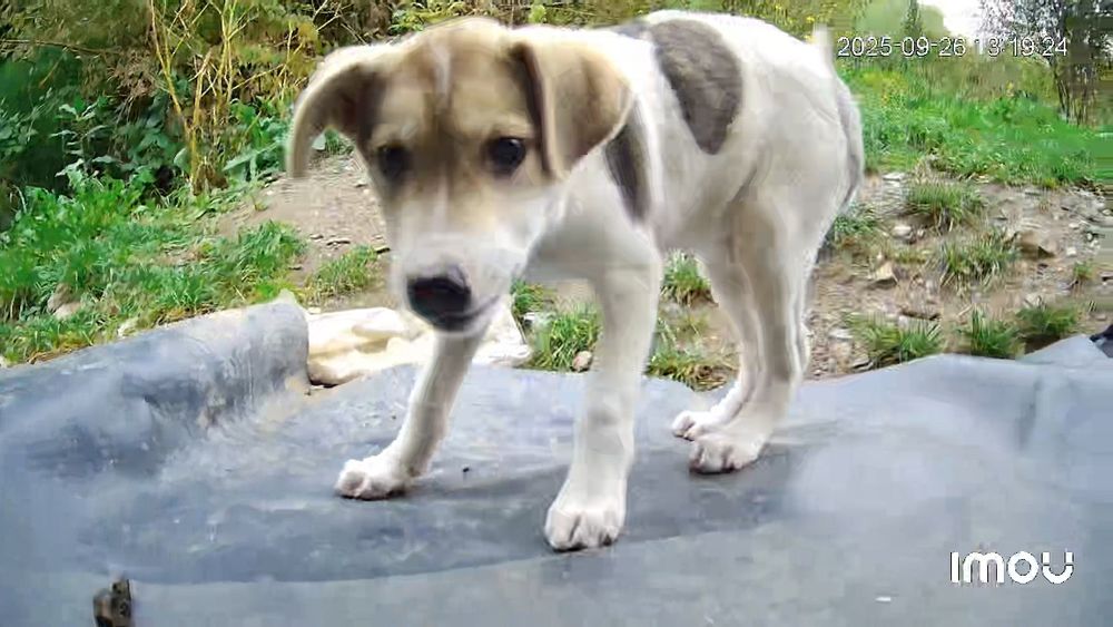 Donez un cățeluș.