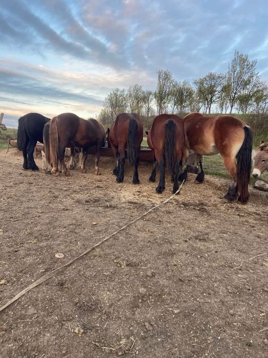 Vand manji de un an marfa top ardenez