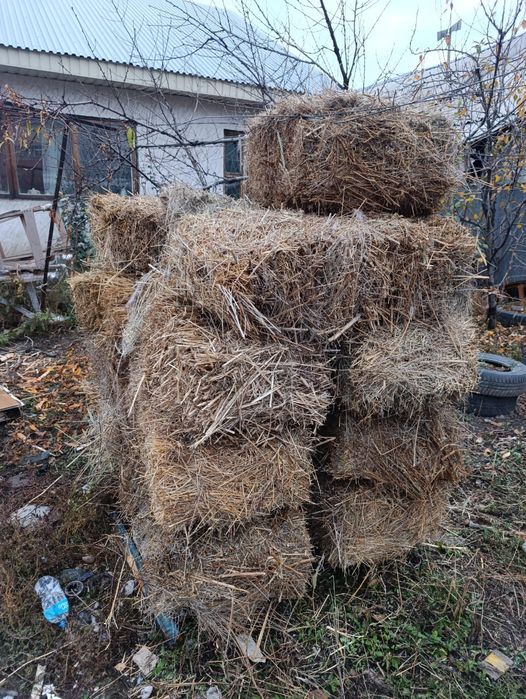 Сено в тюках по 1 000тг