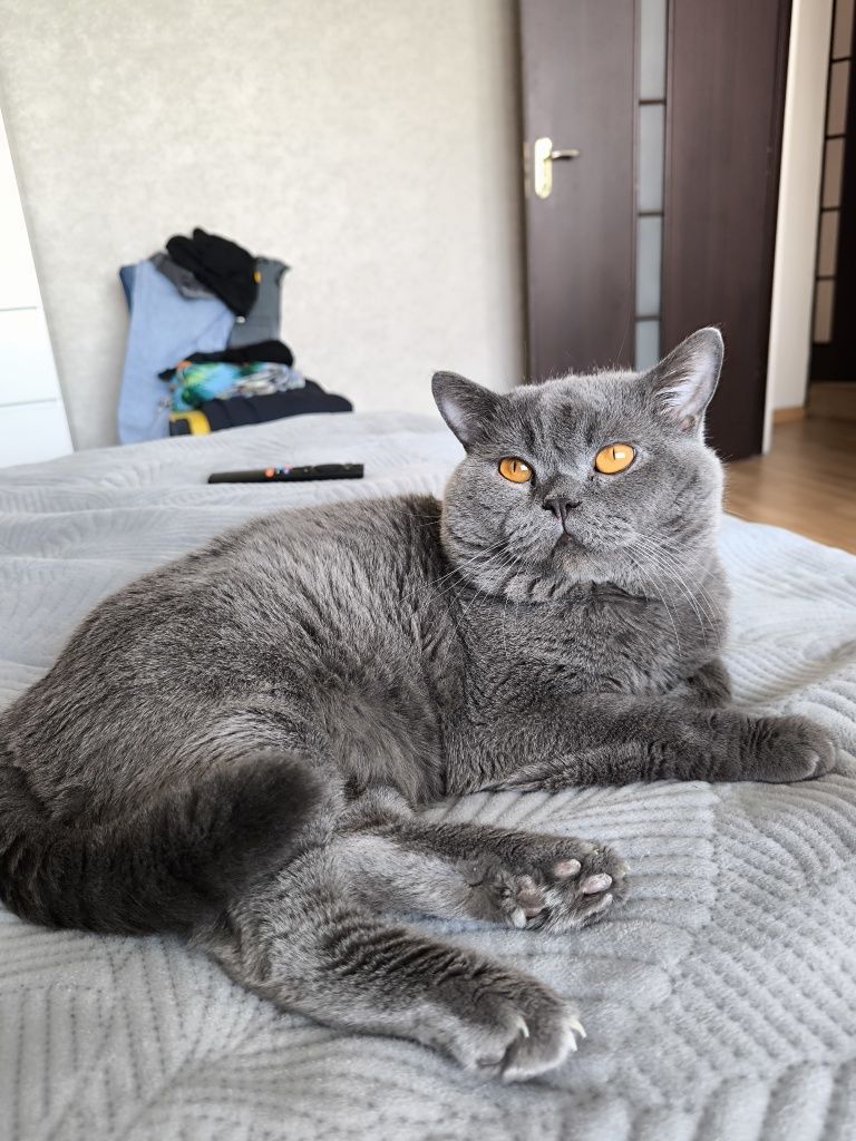 Котенок британец девочка