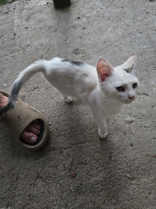 Dau spre adopție 2 pisicuțe