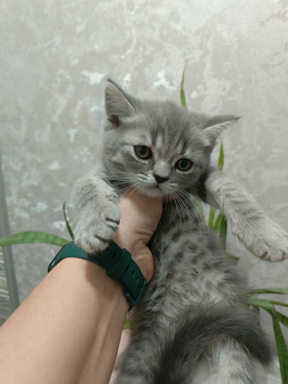 Срочно продаются котята!