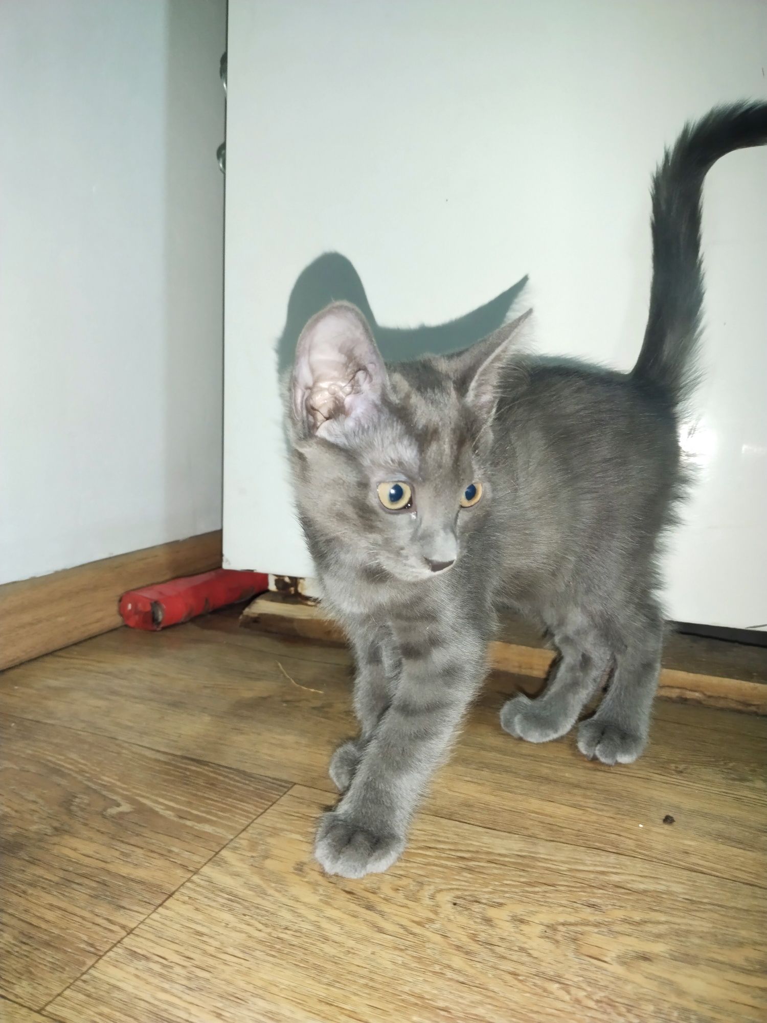 Котенок мальчик бесплатно
