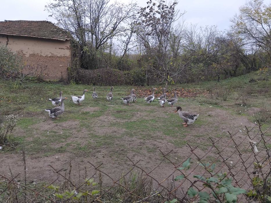 Сиви Гъски - с.Трайково общ.Лом