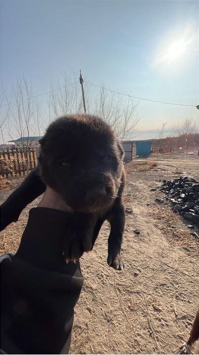 Күшіктер сатылат шешесі охотши акесі бойтөбет