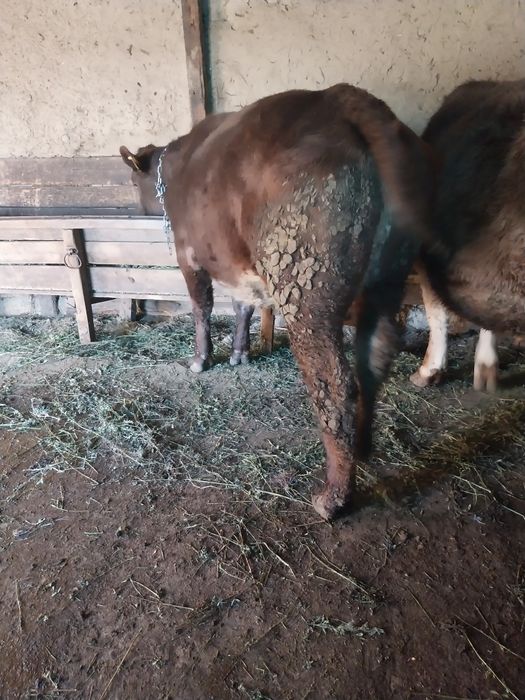 Vițică de vânzare