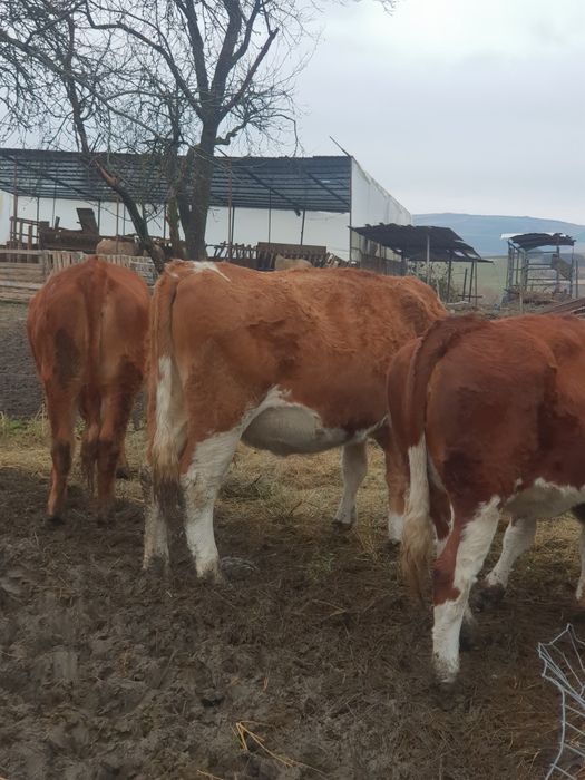 Vaci cu lapte si juninci de vanzare