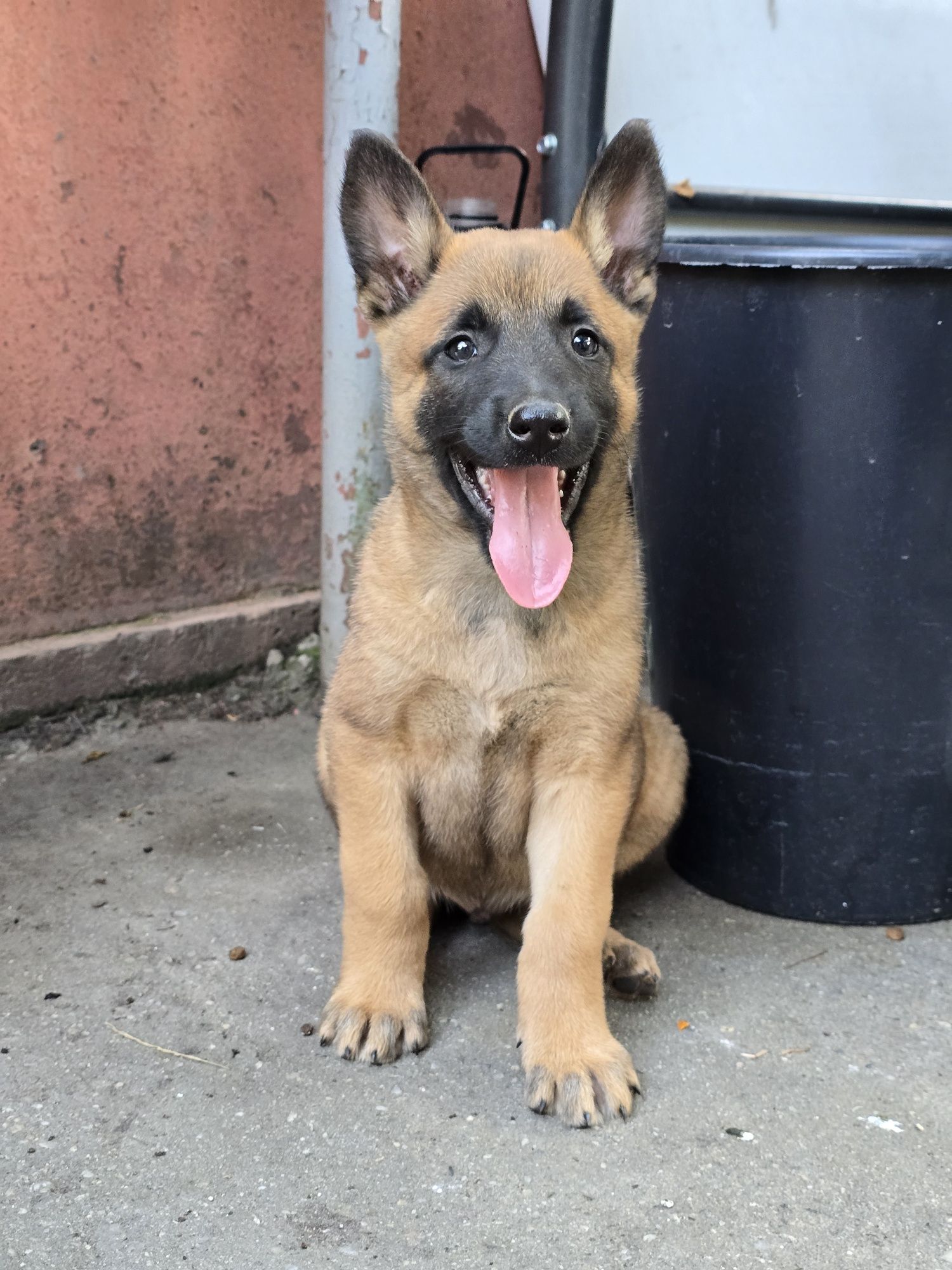 Pui Ciobănesc belgian(Malinois)