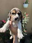 Catei beagle tricolor