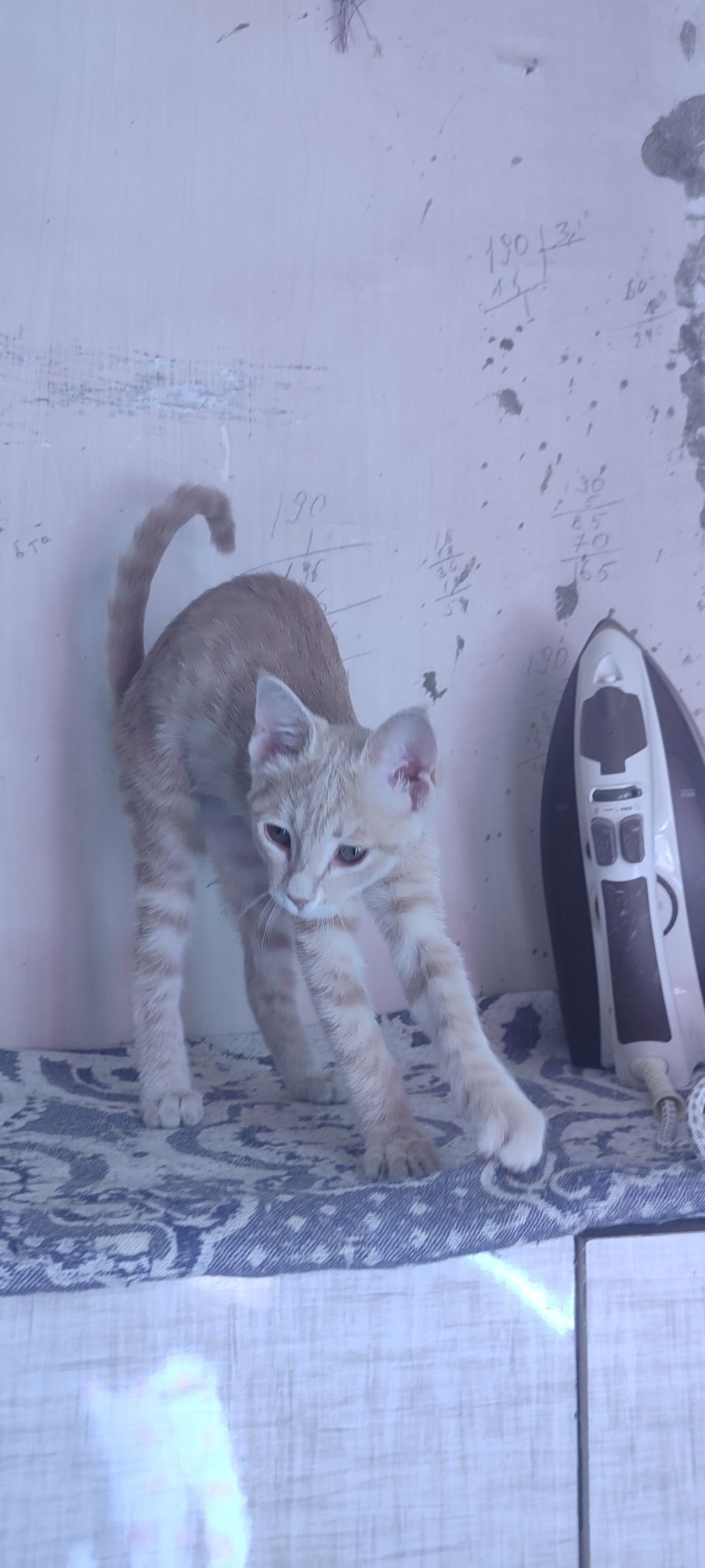 Пристраивается котёнок 3 месяца в хорошие добрые руки бесплатно