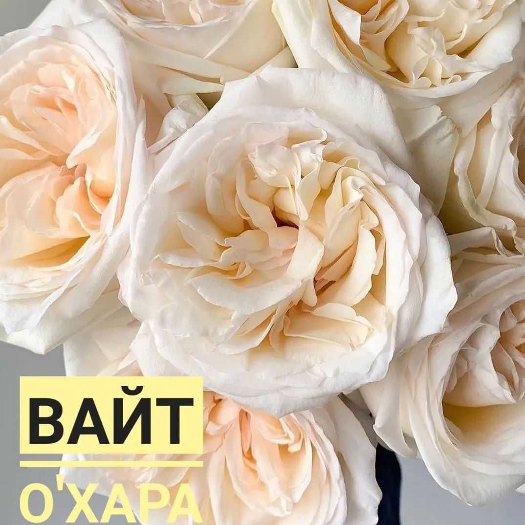 Саженцы Ташкентских Роз